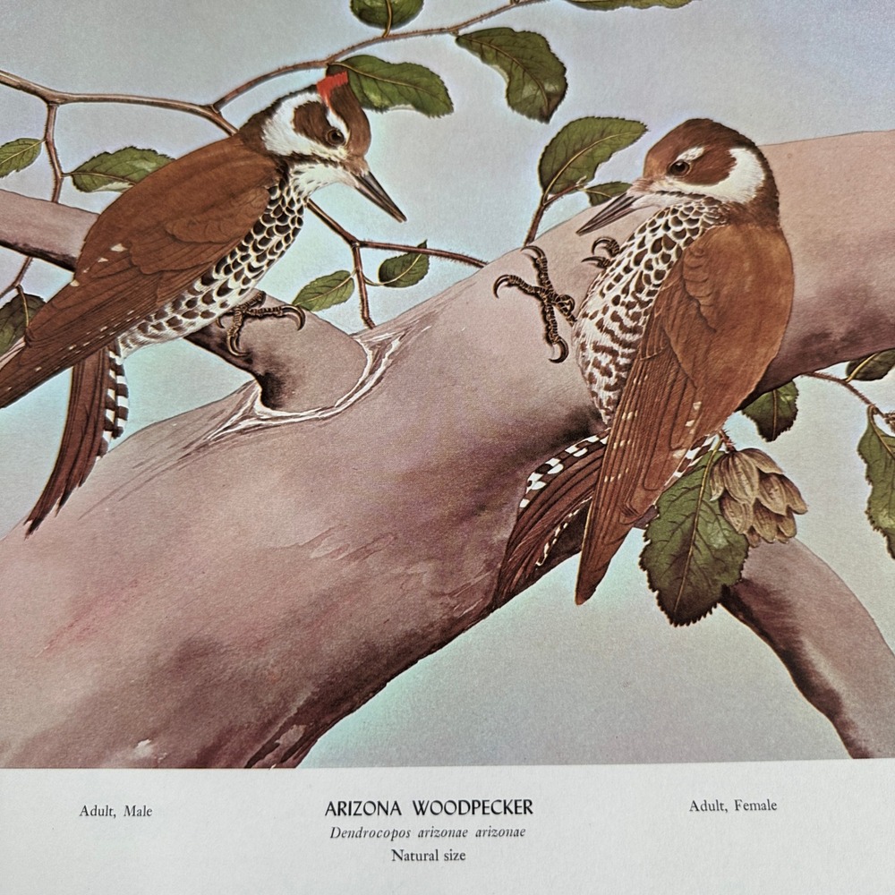 Arizona Woodpecker Vtg Bird Art Print Rex Brasher 1968 Plate 451 Hop Hornbeam
